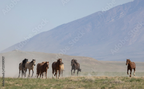 Wild Horses in the Utah Desert in Springtime © natureguy