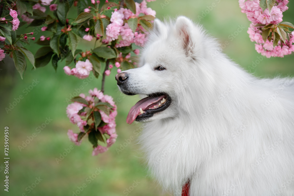 Portrait of a samoyed dog in cherry blossom