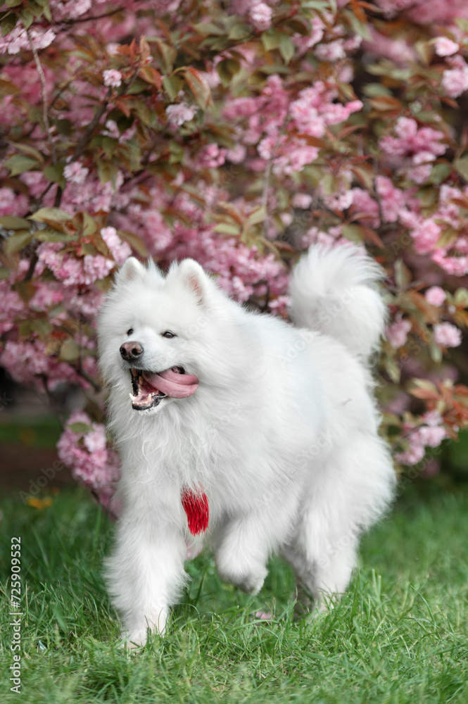 White samoyed dog running in the spring park with a sakura blossom background