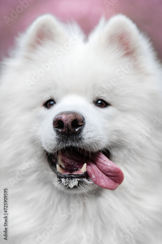 funny white samoyed dog with a pink tongue sticking out