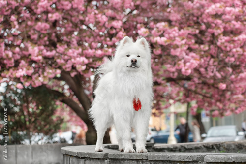 A white samoyed dog standing among cherry blossom. white dog on a background of sakura photo