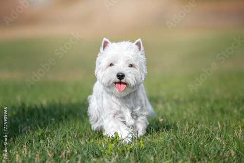 Westie. West Highland White terrier lying on the grass. Portrait of a white dog.