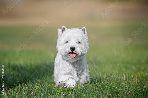 West Highland White Terrier dog run on green grass in summer