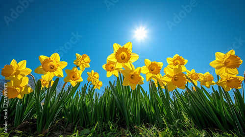 Bright vivid yellow daffodils flowers blooming in spring against serene blue sky.