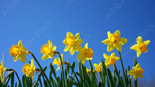 Bright vivid yellow daffodils flowers blooming in spring against serene blue sky.
