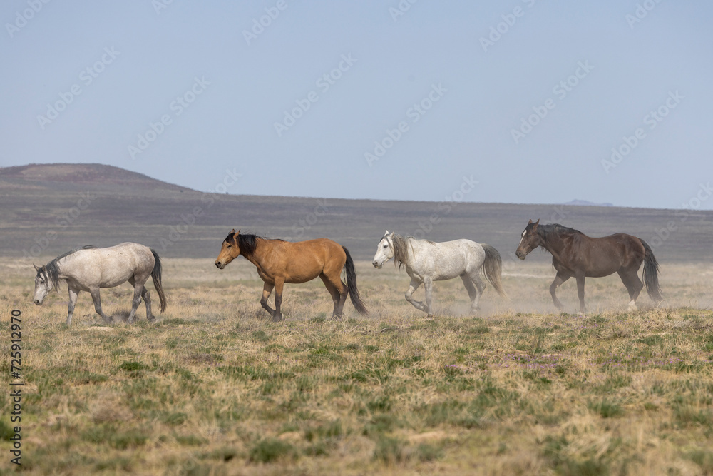 Wild Horses in the Utah Desert in Springtime Wild Horses in the Utah Desert in Springtime