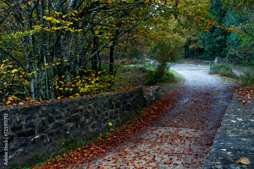 BEAUTIFUL IMAGE OF A BRIDGE WITH LEAVES IN A COLORFUL BEECH TREE IN AUTUMN IN THE GORBEA NATURAL PARK.SPAIN.NATURA 2000 NETWORK