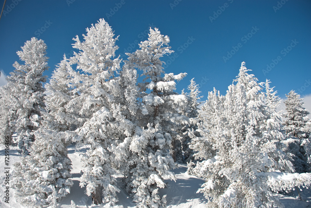 Snow covered trees Mammoth Lakes, CA Snow covered trees Mammoth Lakes, CA