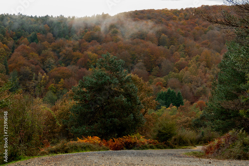 BEAUTIFUL IMAGE OF A COLORFUL BEECH TREE IN AUTUMN IN THE NATURAL PARK OF GORBEA.SPAIN.NATURA 2000 NETWORK