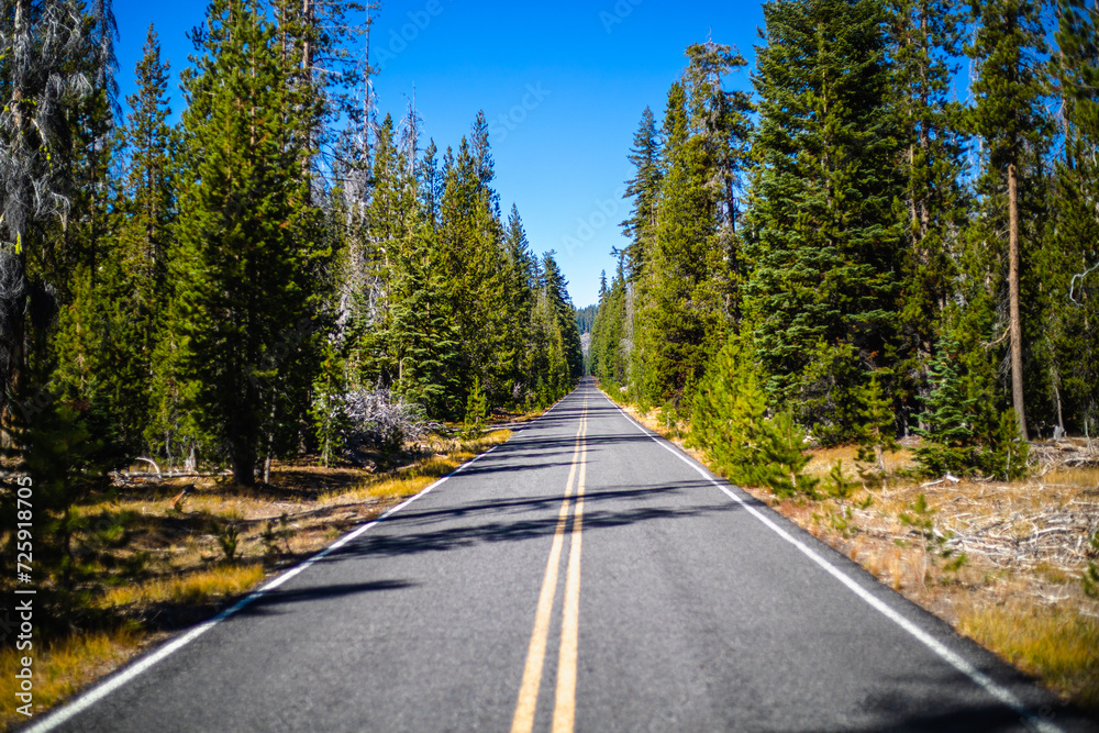 Naklejka premium Highway through a pine forest.