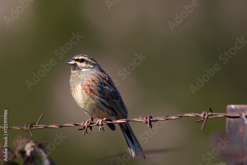 A male cirl bunting isolated on a rusty fence. Cute bird with yellow green and brown colors. Emberiza cirlus.  © Bill Stefanis
