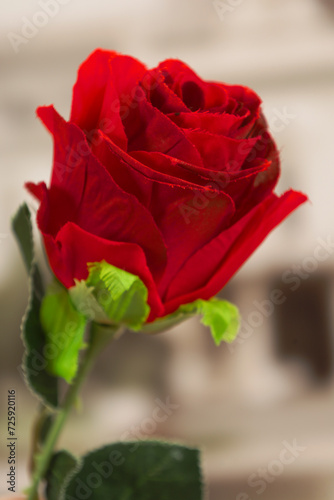 Red Toy Rose with Green Leaves