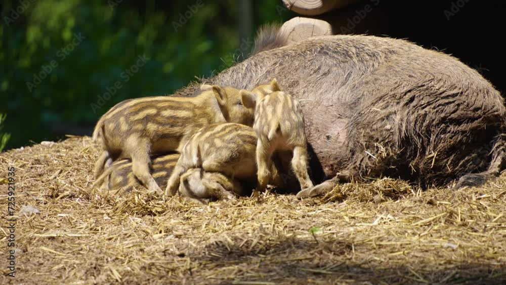 Wild baby boar piglets sucking on mothers udder. Wild baby boar piglets sucking on mothers udder.