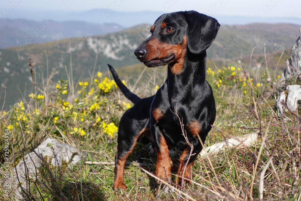 This color variant of the dachshund is called black and tan