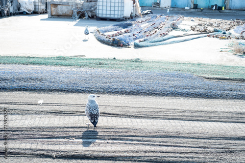 A seagull waiting on old fishing nets photo