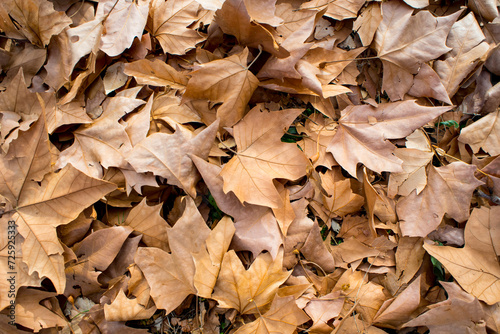 Dry and orange leaves in autumn