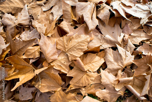 Dry and orange leaves in autumn