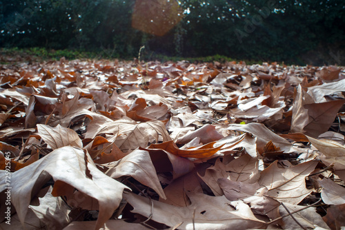 Dry and orange leaves in autumn photo
