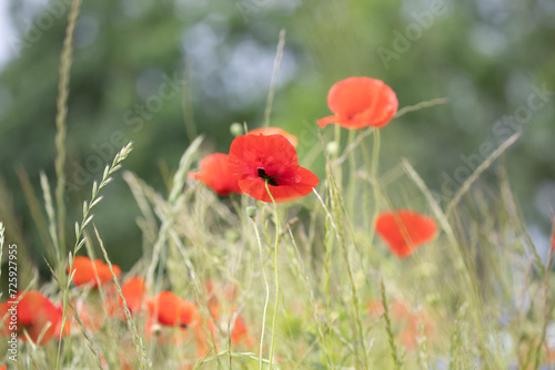 poppy field 