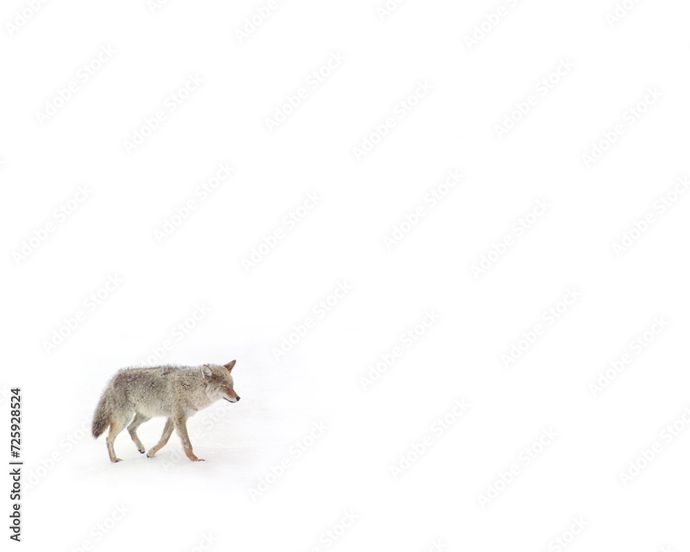 Obraz premium Coyote in Snow