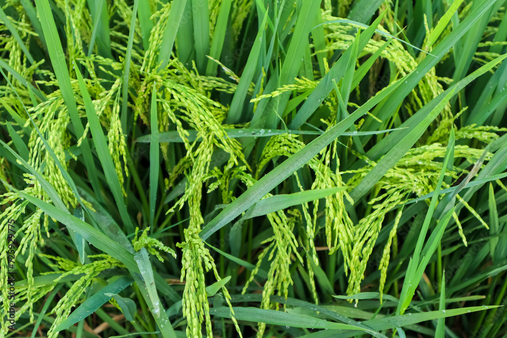 Rice field in the fresh morning, green nature background. Close up green paddy Rice field in the fresh morning, green nature background. Close up green paddy