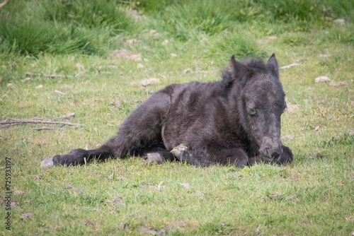 pony and foal