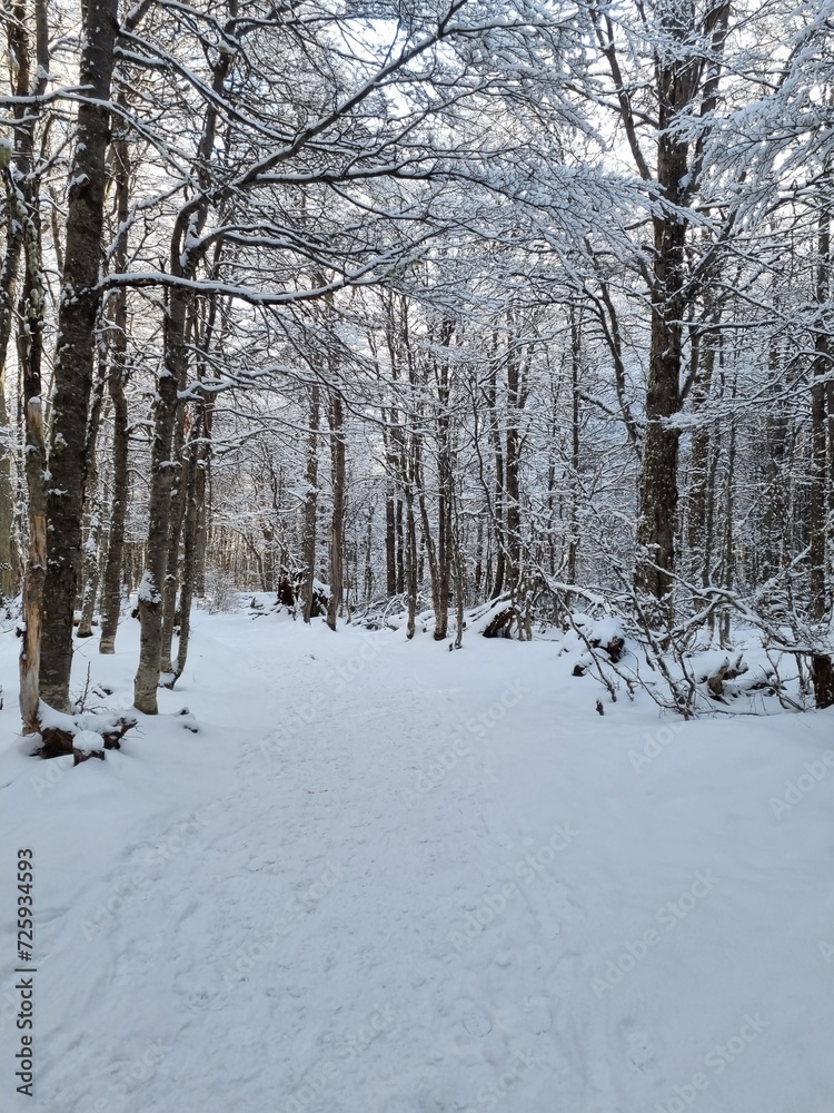 Winter forest