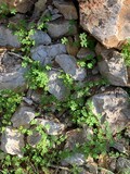 Rocks with Small Green Plants 