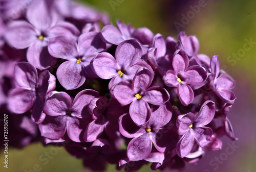 Beautiful lilac branch close up with soft green garden background