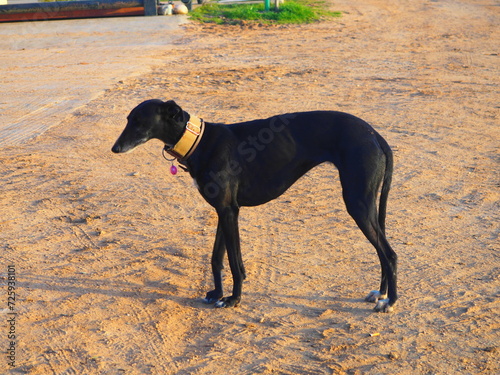 Black greyhound girl in the countryside walking, stretching, posing. © Búho
