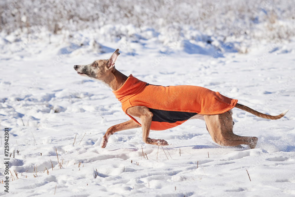 Whippet dog running in the snow. English Whippet or Snap dog Whippet dog running in the snow. English Whippet or Snap dog