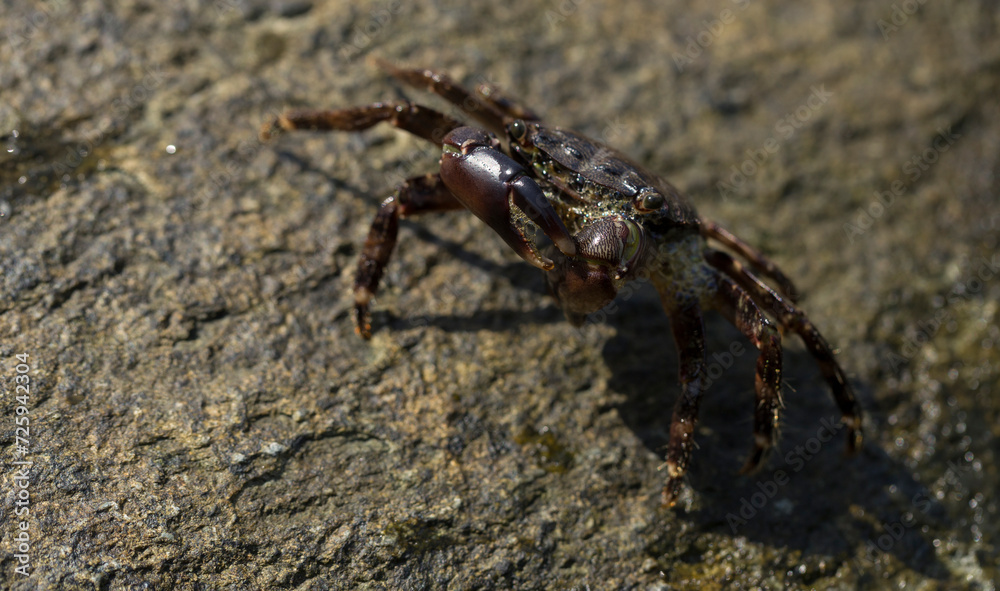 Pachygrapsus marmoratus is a species crab, sometimes called the marbled rock crab or marbled crab. Black Sea. Crab in the stones. The mating behavior of the animal, the release of foam.