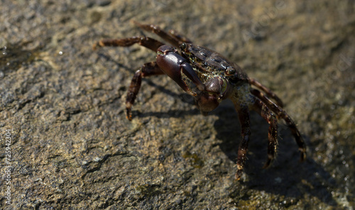 Pachygrapsus marmoratus is a species crab  sometimes called the marbled rock crab or marbled crab. Black Sea. Crab in the stones. The mating behavior of the animal  the release of foam.