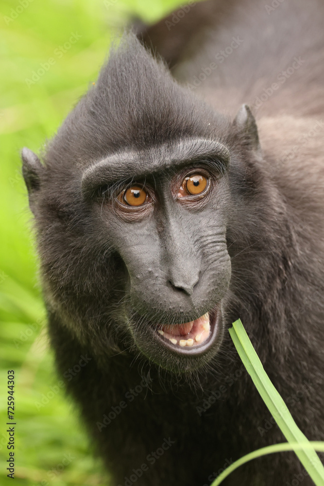 Obraz premium Closeup photo of a crested macaque (Macaca nigra)