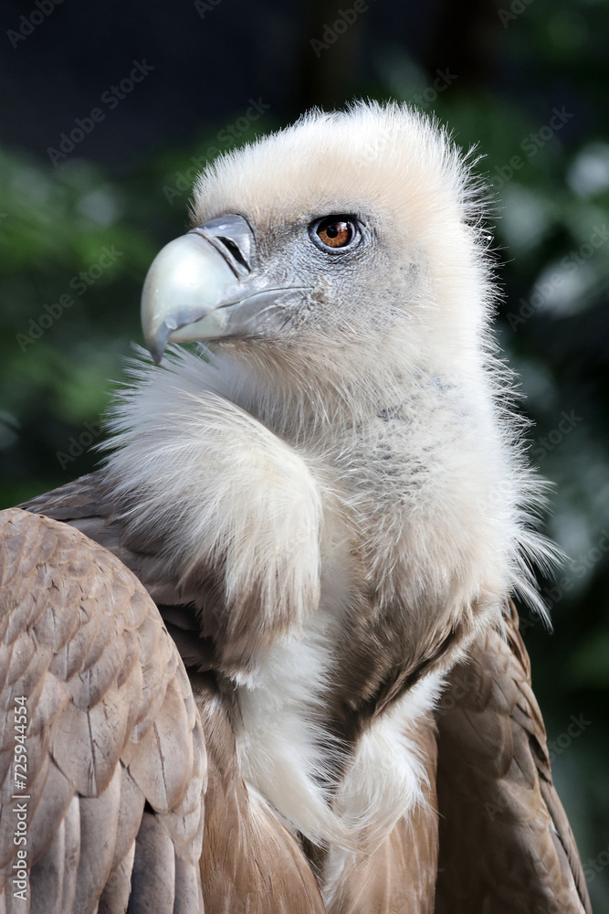 The Eurasian griffon vulture in closeup view, Gyps fulvus The Eurasian griffon vulture in closeup view, Gyps fulvus