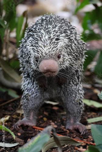 Brazilian porcupine searching for food on ground, Coendou prehensilis photo