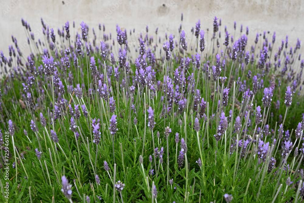 Naklejka premium The beauty of the lavender flower.