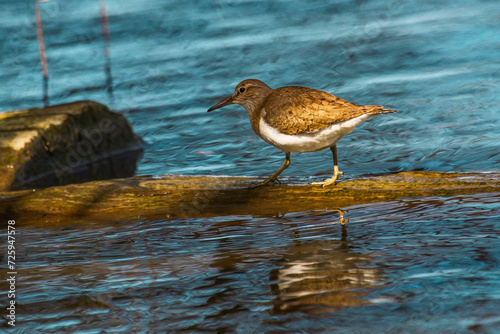 Sandpiper on a timber