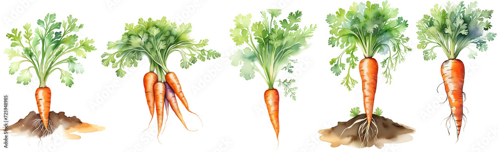 Watercolor carrots collection. Orange raw vegetables isolated on transparent png background. Cutout mix of Ai generated illustrations. - obrazy, fototapety, plakaty 