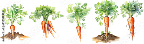 Watercolor carrots collection. Orange raw vegetables isolated on transparent png background. Cutout mix of Ai generated illustrations. photo