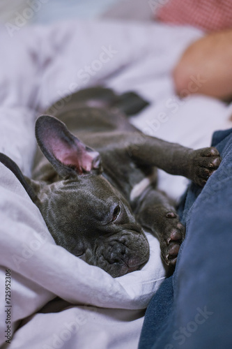 French Bulldog Dog Gray Sleeping In Bed Pet