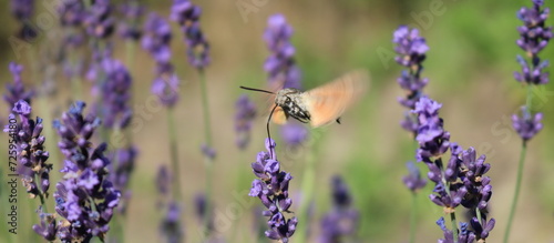 hummingbird hawk-moth feeding on lavender