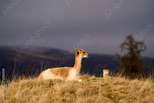 Vicuna resting
