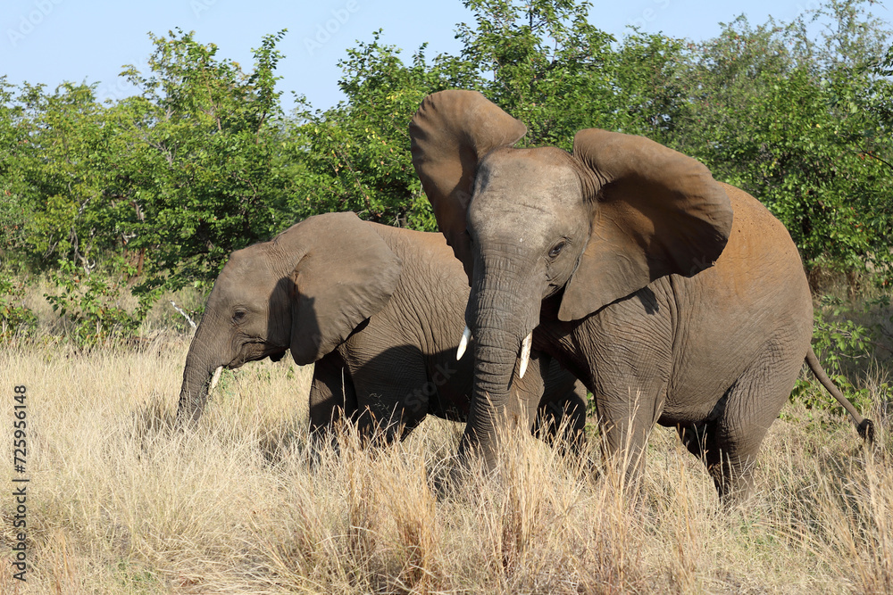 Afrikanischer Elefant / African elephant / Loxodonta africana