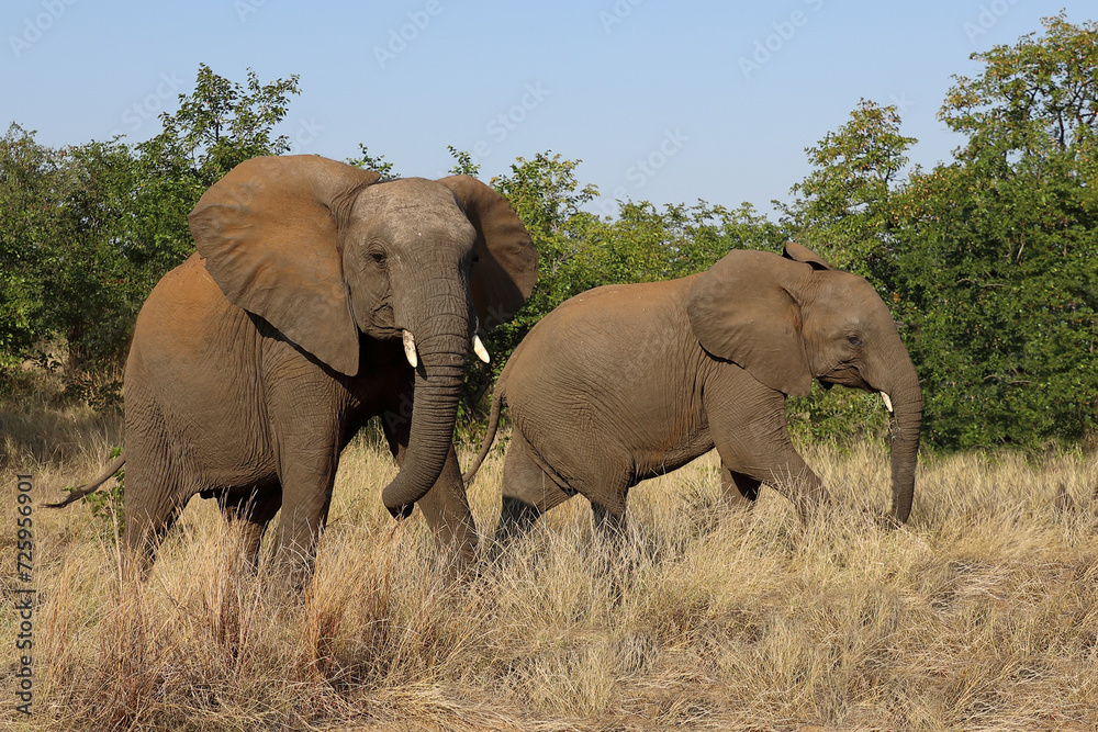 Afrikanischer Elefant / African elephant / Loxodonta africana