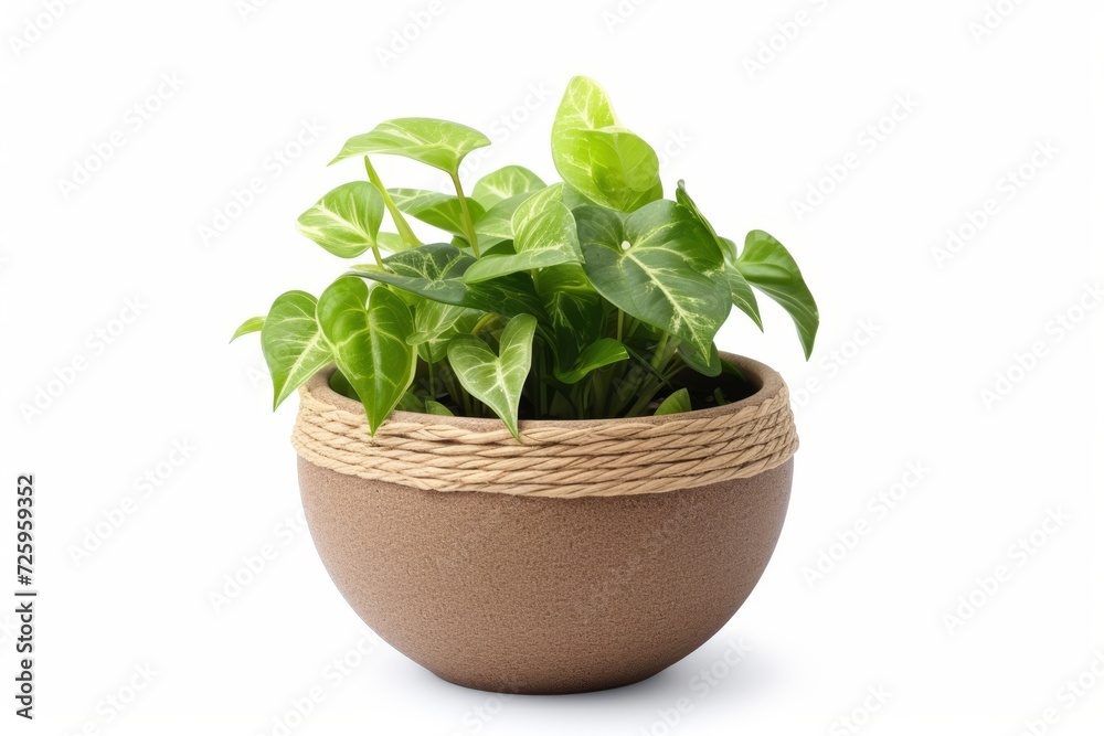 Potted Plant With Green Leaves