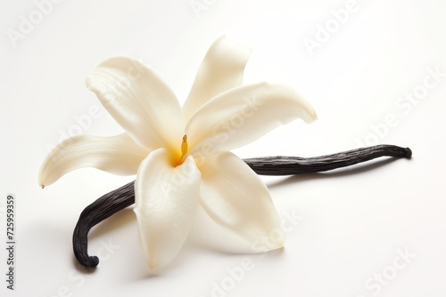 White Vanilla flower With Black Stems on a White Background