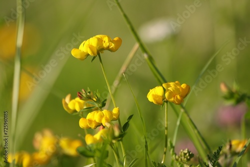 Yellow flower on summer meadow