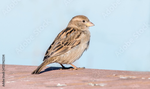 house sparrow passer domesticus