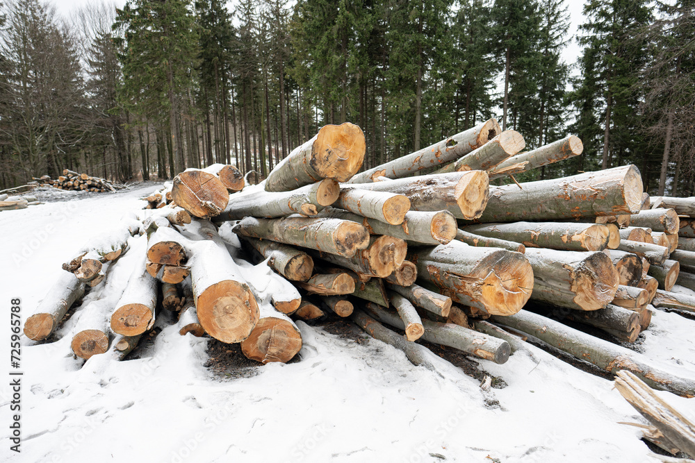 Cut beech trunks lying on the ground in winter with snow. Cut beech trunks lying on the ground in winter with snow.